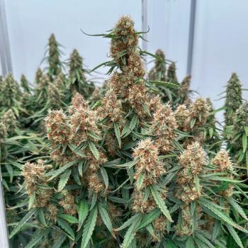 Samen 3x Orion F1 Automatik Royalqueenseeds